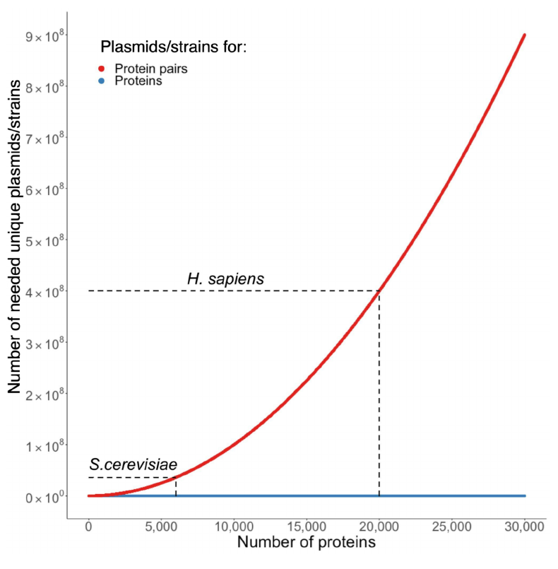 A red quadratic curve for protein pairs rises above a blue curve for individual proteins, with yeast and human proteome reference lines.